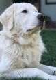 Maremma Sheepdog Library As you enter the Maremma Sheepdog's Library, you are immediately greeted by the steady and rhythmic