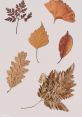 Dry leaves Library The of a newspaper dropping onto dry leaves creates a soft rustling that signifies the arrival of