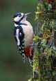 Great Spotted Woodpecker Library The Great Spotted Woodpecker is a majestic bird known for its distinctive drumming and