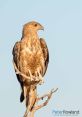 Adult Black Kite perched on a branch, showcasing its distinctive plumage against a clear blue sky.