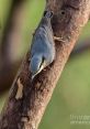 Nuthatch Library The of the Nuthatch's Library are truly a symphony of nature. The distinctive call of the White-breasted