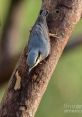 Nuthatch SFX Library