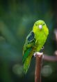 Parakeet Library The Parakeet's Library is a cacophony of , each one more vibrant and lively than the last. From the