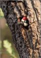 Woodpecker Library The Woodpecker's Library is a treasure trove of that transport you to the heart of an autumn forest in