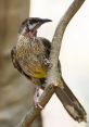 Wattlebird Library The Wattlebird's Library is a treasure trove of that transport you to the heart of Australia's natural