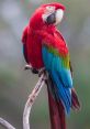 Macaw parrot Library In the Macaw Parrot's Library, you will find a of that capture the essence of these vibrant and