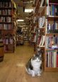 Domestic cat SFX Library