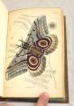 Illustration of a Saturnia moth detailed in a vintage book, showcasing its intricate patterns and natural surroundings.