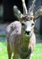 Roe Deer Library The of Roe Deer barking in the distance is a haunting and mesmerizing call that echoes through the