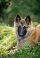 German shepherd Library The first that resonates in the German Shepherd's library is the panting and whining of a dog.