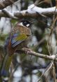 Laughingthrush Library The first that fills the air in Laughingthrush's Library is the unmistakable call of the Blue Winged