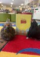 Hens Library One of the you can find in Hens S Library is that of a chicken farm. The cacophony of clucks anduawks fills