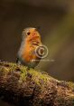 Eurasian Robin Library The Eurasian Robin's Library is a treasure trove of that capture the essence of springtime in