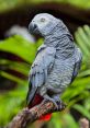 African grey parrot Library The African grey parrot is known for its impressive vocal abilities, capable of mimicking a wide