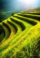 Rice field Library In the tranquil setting of a rice field, the of three ducks quacking can be heard in the distance. Their