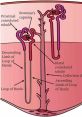 Blood flow Library The of "Efx Sd Blood Flow Internally 01" resonates through the darkness, a steady rhythm pulsing like