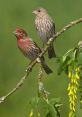 House finches Library The ambient of House finches rustling in the trees can be heard throughout the library. Their