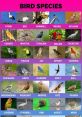 Bird Species Library The Bird Species Library is a treasure trove of that bring the vast variety of avian life to your