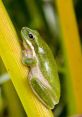 Tree Frog Library The first that enters your ears is the haunting croak of a Florida Tree Frog, close and echoing through