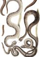 Snake Library The Snake's Library is a place where mysterious and eerie echo through the darkened corridors. The