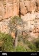 Gonarezhou National Park Library The within Gonarezhou National Park's library are a symphony of the wild, a cacophony of