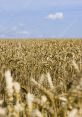 Summer wheat field Library The ambient of a summer wheat field at a village farm are a symphony of nature's finest . As you