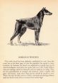 Doberman Library The Doberman's Library is a treasure trove of canine , capturing the essence of a 13-year-old Doberman