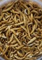 Mealworms Library The of insects, mealworms, larva movement, and slimy bugs echo through the darkness of the library. The