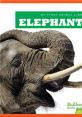 Elephant Library The Elephant Aggression 21 Center captures the intense energy and power of an elephant in a state of