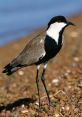 Prominent Plovers Library The of Nature Ambience at the lake during dusk is a symphony of various that blend together