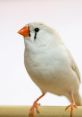 Zebra Finch Library The Zebra Finch's Library is a treasure trove of that transport you to the vibrant world of these small