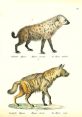 Hyaenas Library The first that fills the space of Hyaena's Library is that of "Elephant Aggression 15 Center". The