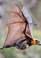 Flying foxes SFX Library