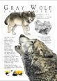 European Gray Wolf Library The European Gray Wolf is a majestic and powerful creature, known for its haunting howls and