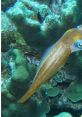 Brown squid gliding over vibrant coral, showcasing oceanic life and marine biodiversity in a tropical underwater habitat.