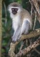 Vervet monkey sitting on a branch, showcasing its distinctive features in a natural habitat, perfect for wildlife enthusiasts.