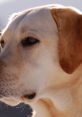 Labrador Labradors are known for their friendly and outgoing personalities, but they are also known for their loud and