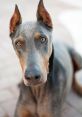 Doberman The Doberman Pinscher is known for its deep, powerful bark that can be heard from a distance. When this large dog