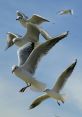 Flock Flock Of Common Terns - Small flock of common terns. recorded by Tony Phillips. Great bird effect. The Common Tern