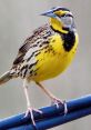 Meadowlark The sweet, melodious trill of a meadowlark fills the air in a vast grassland. The distinctive song of this