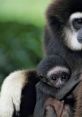 Gibbon Collection