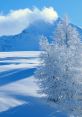 Snow The crisp winter air was filled with the cacophony of as a flock of snow geese flew overhead. Their honking calls