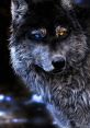 Wolf The of a wolf growling is a menacing and guttural noise that strikes fear into the hearts of those who hear it. It