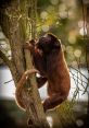 Howler Howler Monkeys - A troop of howler monkeys screaming and making howling noises near sundown. The cacophony of their