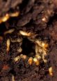 Termites Termites and ants are insects that can cause a lot of damage if left unchecked. Their tiny size allows them to