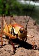 Crickets As the sun sets and darkness falls, the symphony of crickets begins to fill the night air. The gentle of their