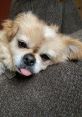 Cute small dog resting with tongue out, showcasing a relaxed expression. Perfect depiction of a cozy pet moment.