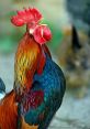 Rooster The of a rooster crowing early in the morning is a timeless and familiar that can be heard on farms all around the