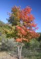 Tree The symphony of nature comes alive in the of tree frogs, birds, and crickets recorded in a field after a decent