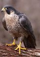 Falcon The of a falcon is a powerful and majestic call that fills the air as the bird soars across the sky. It is a